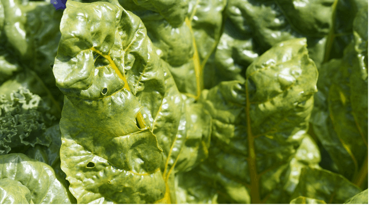 Chard: green leafy vegetable, with a delicate taste reminiscent of spinach.