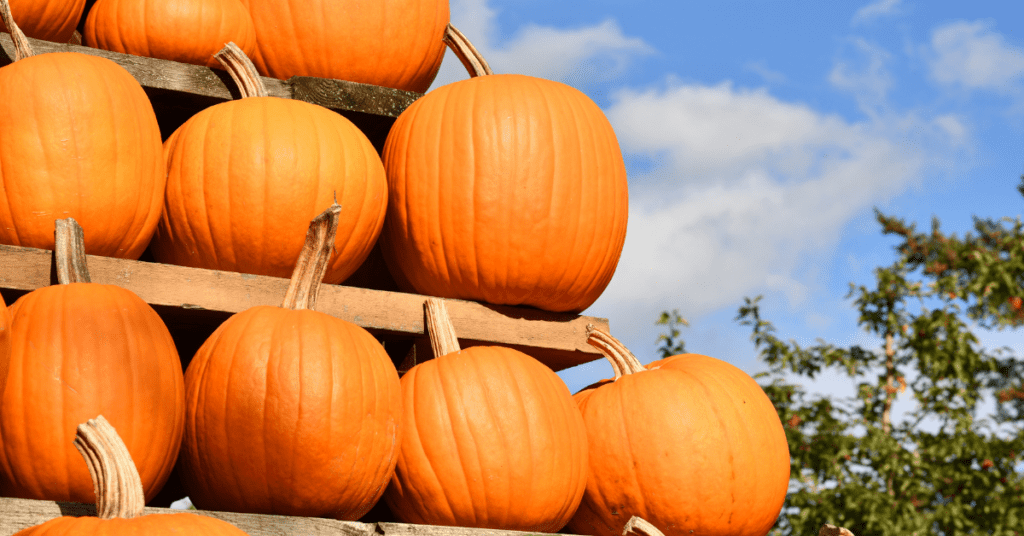 Pumpkin is the star of autumn and the symbol of Halloween