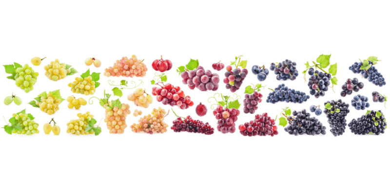Seasonal fruit: it’s grape season!