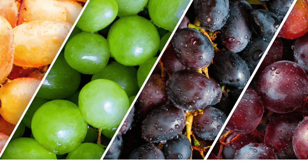 varietà di uva