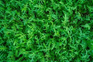 Rucola della Piana del Sele IGP: Europas Grünes Gold mit Geschmack und Tradition