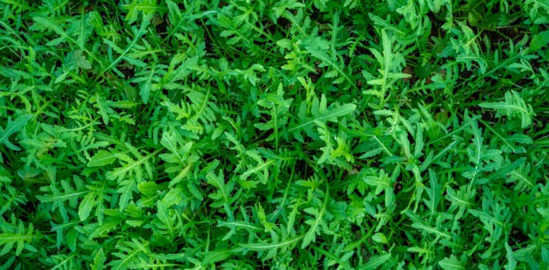 Rucola della Piana del Sele IGP: Europas Grünes Gold mit Geschmack und Tradition
