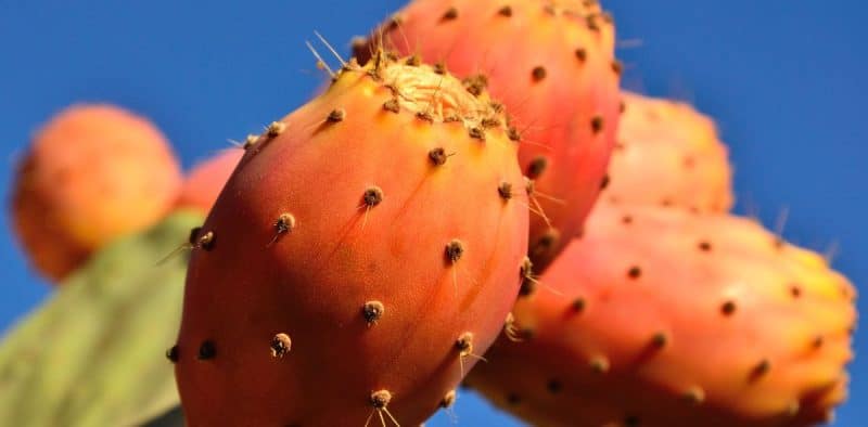 What cactus tastes like and six other thorny questions on prickly pears