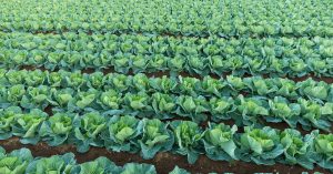 Il meraviglioso mondo dei cavoli: scopri proprietà, benefici e curiosità di questo ortaggio versatile