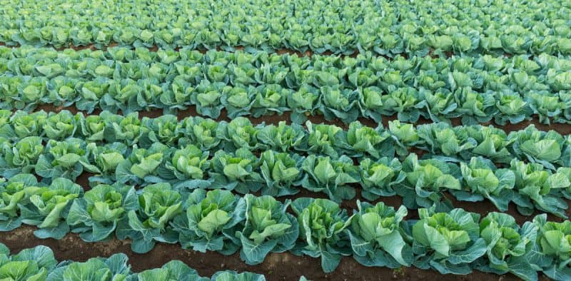 Il meraviglioso mondo dei cavoli: scopri proprietà, benefici e curiosità di questo ortaggio versatile