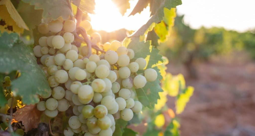 propiedades uva blanca