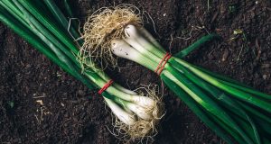 diferencias entre cebolla y cebolleta