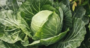 repollo y col es lo mismo